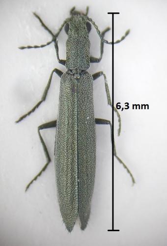 Réf. 185 461 : Dolichosoma lineare